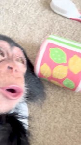 54K views · 2.2K reactions | baby chimpanzee .The love we give to Chimps  ❤️ #monkey #animals #monkeys #monkeysr to ofinstagram #photography #monkeylove #animallovers #monkey #MonkeyBusiness #PrimatePals#WildAboutMonkeys #SwingingWithMonkeys #CheekyChimps#BananaLovers #JungleJesters #MonkeysOfInstagram#APEtasticAdventures #CuriousGeorgeVibes | Wildlife Wonders | Facebook