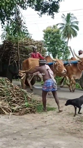 Massive Indian Bullock Cart Heavy Load Sugarcane Transport Tamil Nadu Village Farmer Life In Action