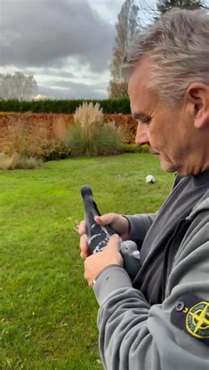 4.3K views · 96 reactions | “Lotte” ️ — 2nd National Ace Pigeon KBDB Speed from Patrick Lismont. We are presenting nest pair No. 2 & No. 3 from “Lotte” in the ongoing auction ️ ending Sunday, November 23rd, 2025 at 2 p.m. ⏰ ✨ Good luck!  | Amazing Wings | Facebook