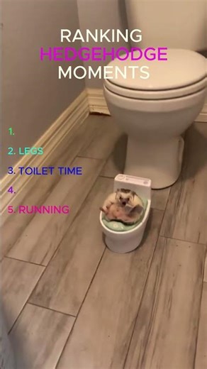 TOP 5 Hedgehodge Moments You Have To See!