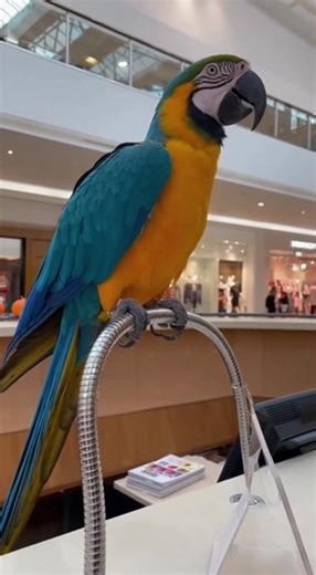 17 reactions | Watch as a large macaw parrot takes over the mall's PA system, squawking funny announcements like 'Cleanup on aisle seven!' and mimicking door chimes to entertain shoppers. This unexpected feathered announcer brings laughter and chaos to the information desk with its raspy voice and cheeky antics. #viralvideo #trending #fyp #shorts #parrot #mallannouncement #funnybirds #macaw | Narrapedia | Facebook