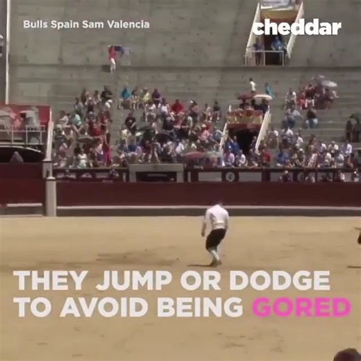 1.7K views · 13 reactions | Bull dodging, kinda like Bullfighting but without killing the bull @cheddar #bullfighting #bullfight #bullfighter #animals #nonviolence #life #sports #sport #mexico #spain | Animal World | Facebook