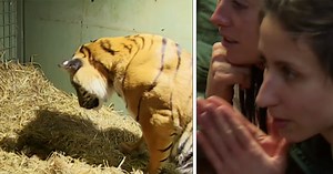 Tiger mom gives birth to lifeless cub – caretaker left astonished at her reaction