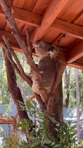 Koala Enjoys Acoustic Vibes in Enclosure