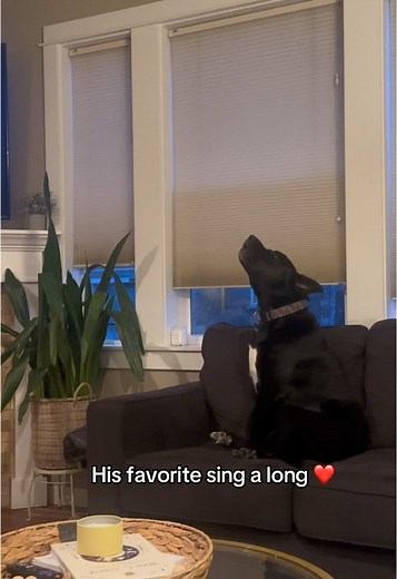 Bosco the Dog's Heartwarming Sing-Along Moments