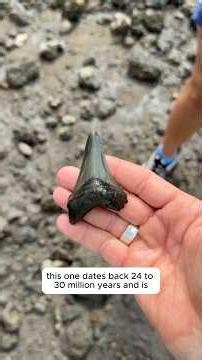 24-30 MYO tooth discovered after a storm in Charleston! ⛈️🦈😱 #fossils