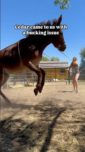 What a transformation! ❤️ #mule #horse #horseriding #equestrian #happy