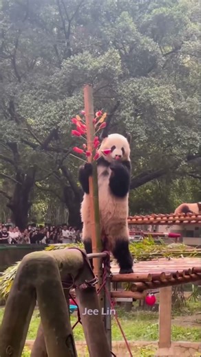 This guy is so good at eating! Panda #Panda #Giant #Animal