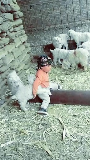 Cute heart lamb and happy baby #baby#lamb#cute#happy #foryou#•••See more
