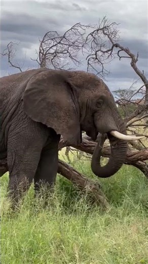 #Adventure#Tanzaniasafari#Suluhusafaritours