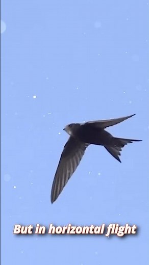 🔥The Black Swift is the king of speed who sleeps in flight!