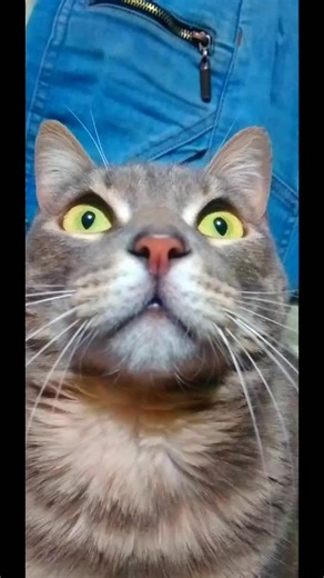 Sonidos de Animales: ¿Cómo dice el perro, el gato y la zorra?