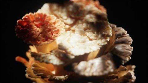 【houdini教程(中英双语)】珊瑚生长动画