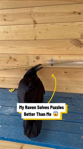23K views · 371 reactions | My Raven Solves Puzzles Better Than Me! ‍⬛易 | Lovimals | Facebook