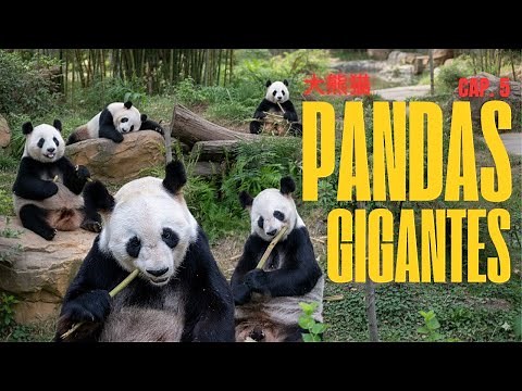 TRIP to CHINA to meet the GIANT PANDAS 🐼🇨🇳