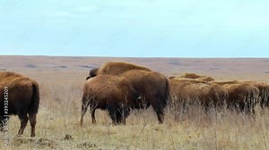 American Bison cow with a nursing suckling calf, on the tall grass prairie, near other buffalo from the herd. Hand held clip in evening light.