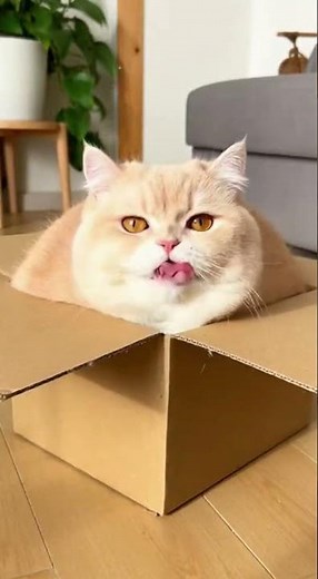 His belly jiggles when he runs 😭