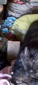 25K views · 1K reactions | Simone est sortie ce matin, juste le temps du petit-déjeuner. Très peu pour elle ces giboulées de printemps et la tempête Nelson !! Elle a aménagé sa chambre à son goût comme vous pouvez voir et est très sage :) | La Cour des Aulnays | Facebook