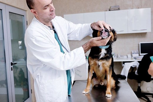 Tetanus Lockjaw in Dogs: Signs, Symptoms, Treatments