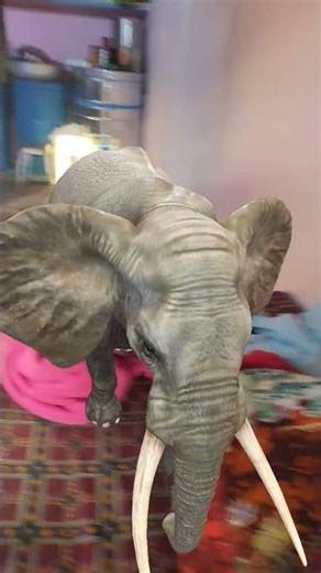 Asian elephant trumpet #wildanimals#shorts