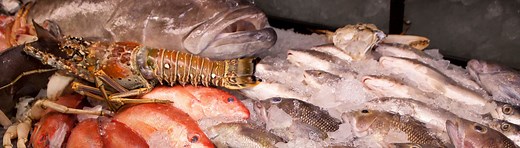 A Southwest Florida Guide to Everything You Want to Know About Spiny Lobster! - UF/IFAS Extension Collier County