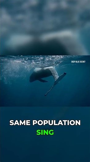 All Male Humpbacks Sing the Same Song?! 🎶