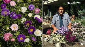 Áster, planta perenne de floración otoñal (variedades, cuidados y reproducción)