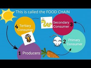 Energy Flow Through the Ecosystem - The Food Chain / Energy Pyramid