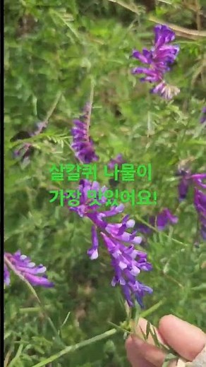 갈퀴나물 3종류중 가장맛있는 이것은??#살갈퀴나물#등갈퀴#갈퀴#갈퀴나물효능#된장국#숙채#포항아지매 #korea #pood