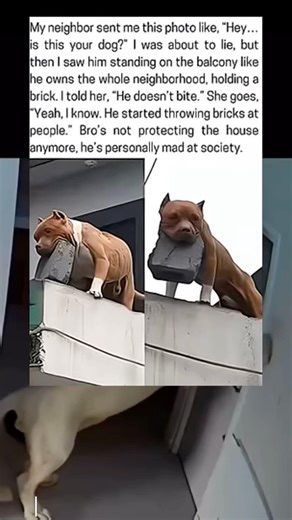 My neighbor sent me this photo like,"Hey..is this your dog?" I was about to lie, but then I saw him…