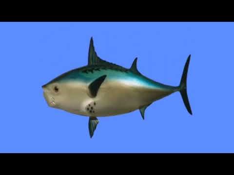 SpongeBob SquarePants intro reanimated Minecraft edition version textless