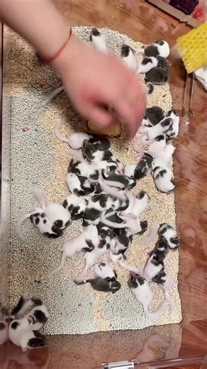 Adorable Mini Piglet Moments