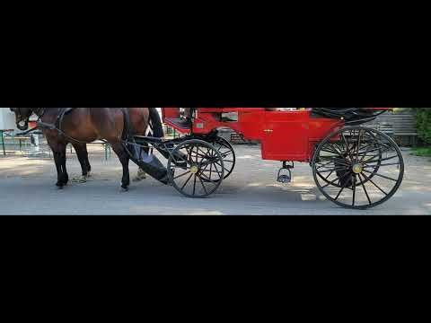 3 Hours of Horse Hoof Sounds 🐴✨ | Relax, Study, Sleep