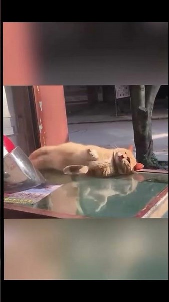 😂 ¡No Vas a Parar de Reír con Estos Gatos! 😹 #Shorts