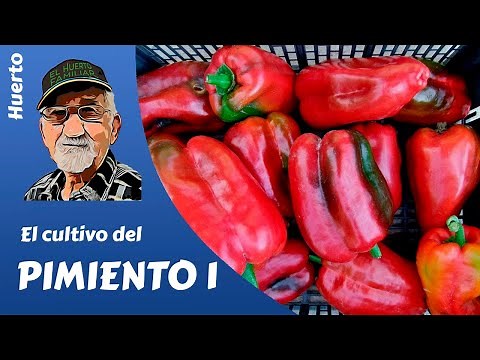 𝗣𝗜𝗠𝗜𝗘𝗡𝗧𝗢: how to sow and plant peppers. Complete cultivation (part 1)