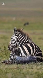 9.2K views · 206 reactions | A new life & a tender moment as a zebra...