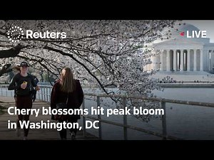 LIVE: Cherry blossoms hit peak bloom in Washington, DC