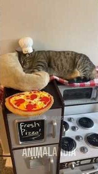 The day an elderly toucan got a new smile #animals #critters #curious