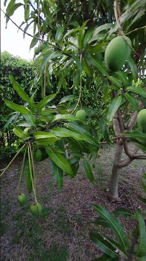Alphonso - KING of MANGOS - Mango Tree Full of Fruit in South Florida