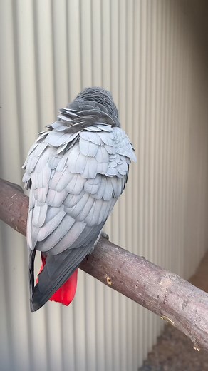 1.9K views · 49 reactions | A few of the babies from this beautiful pair of African Greys have shown various amount last of red through their feathering .. It’s very interesting to see if it might be something we can work with and develop | Grampians 'Feathers n Things' | Facebook