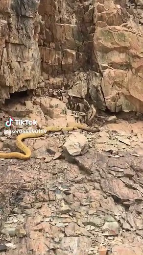 ابو شلهوب على TikTok