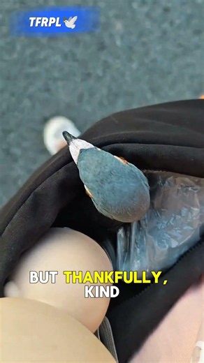 Heartbreaking Racing Pigeon Rescue: Saving a Broken Wing! 🕊️💔​#USPigeonRacing​#UKPigeonFanciers​