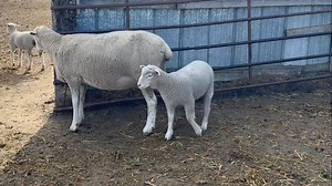 The fall lambs are really growing and this one is no exception! 25011 is a ewe lamb that catches my eye every time I'm in the pen. Her dam, pictured, will be 3 in February. This is her third lambing! | Shady Lane Farms