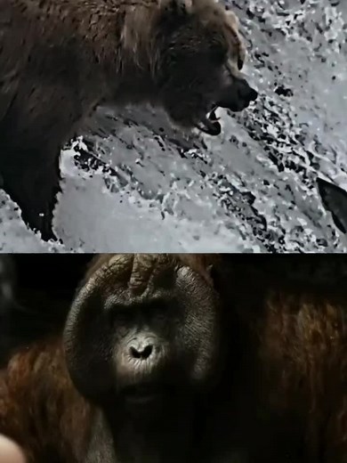 grizzly bear vs Gigantopithecus #CapCut #monke #gigantopithecus #monkey #bear #grizzlybear #reallife #debate #edit #animals