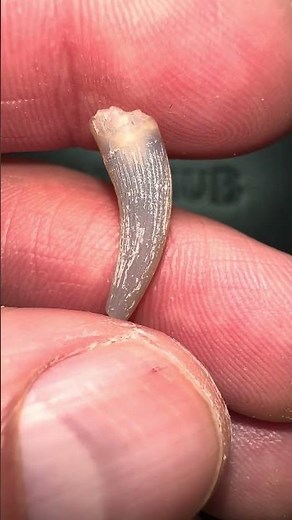 100 Million Year Old Plesiosaur Tooth | Fully Opalised | Lightning Ridge | Opal Hub Australia
