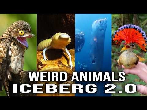 Weird Animals Iceberg 2.0: Creatures That Shouldn’t Exist