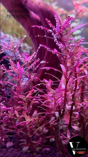 Pearling in Aquarium Plants 💧🌱 | CO2 + Light Magic! 🤩 #aquarium #aquascapegallery #fishtank #aqua