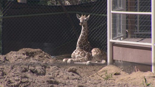 Denver Zoo's new baby giraffe officially has a name
