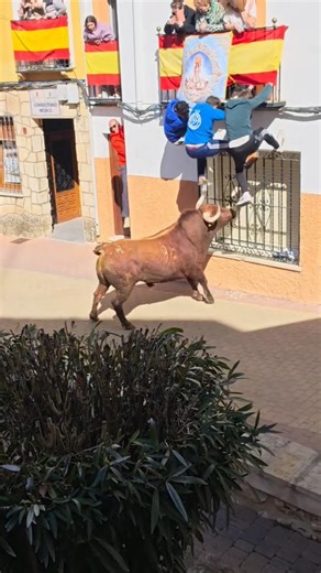¡¡El toro debajo y tres chicos sin poder subir más!! 😮🐃