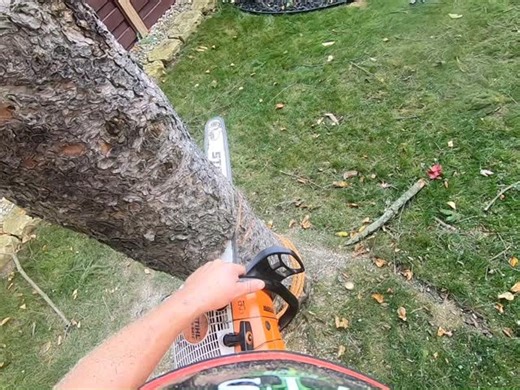 17 reactions | Felling - Open face notch for safety & control! #arborist #lumberjack #safety #control #forestry | Vance Tree Service Inc | Facebook